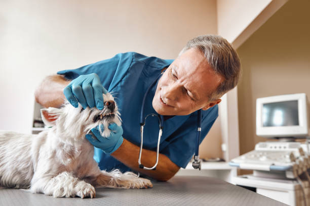 Best Emergency Dental Care for Abscessed Tooth in Thornwood, NY